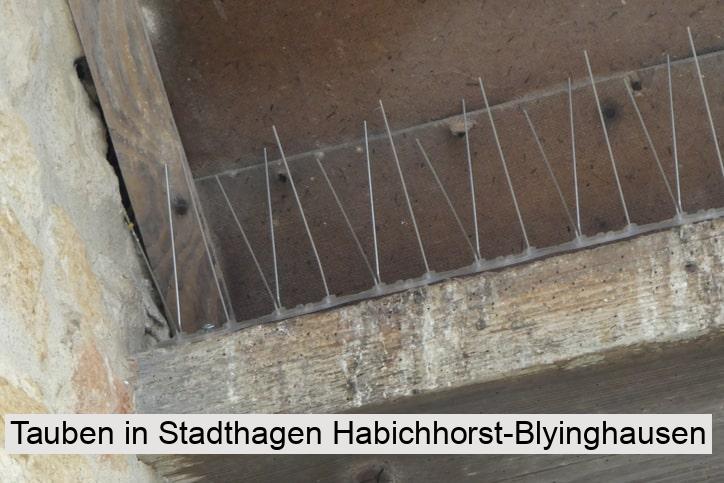 Tauben in Stadthagen Habichhorst-Blyinghausen